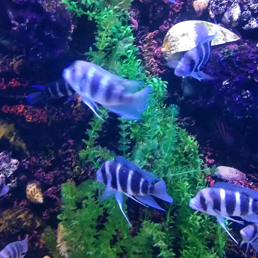 紫蝶翩翩