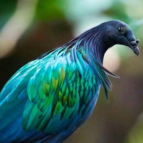 用户988831548754维和′