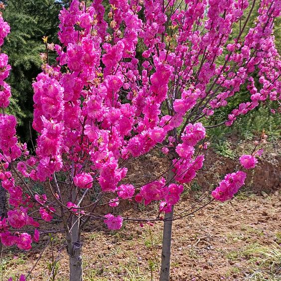 聚汇园林苗木场