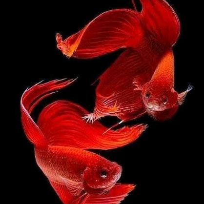 玫瑰花