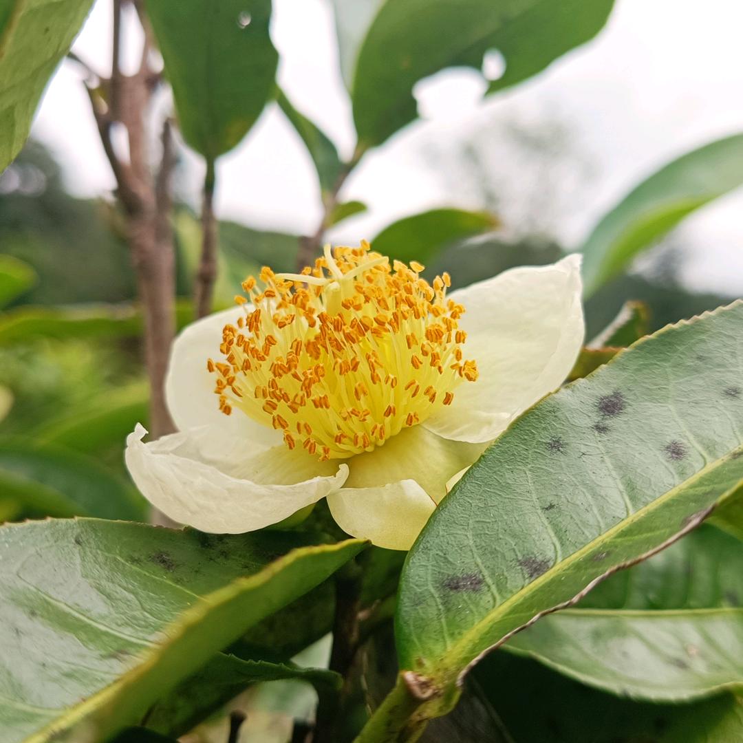 大河俊