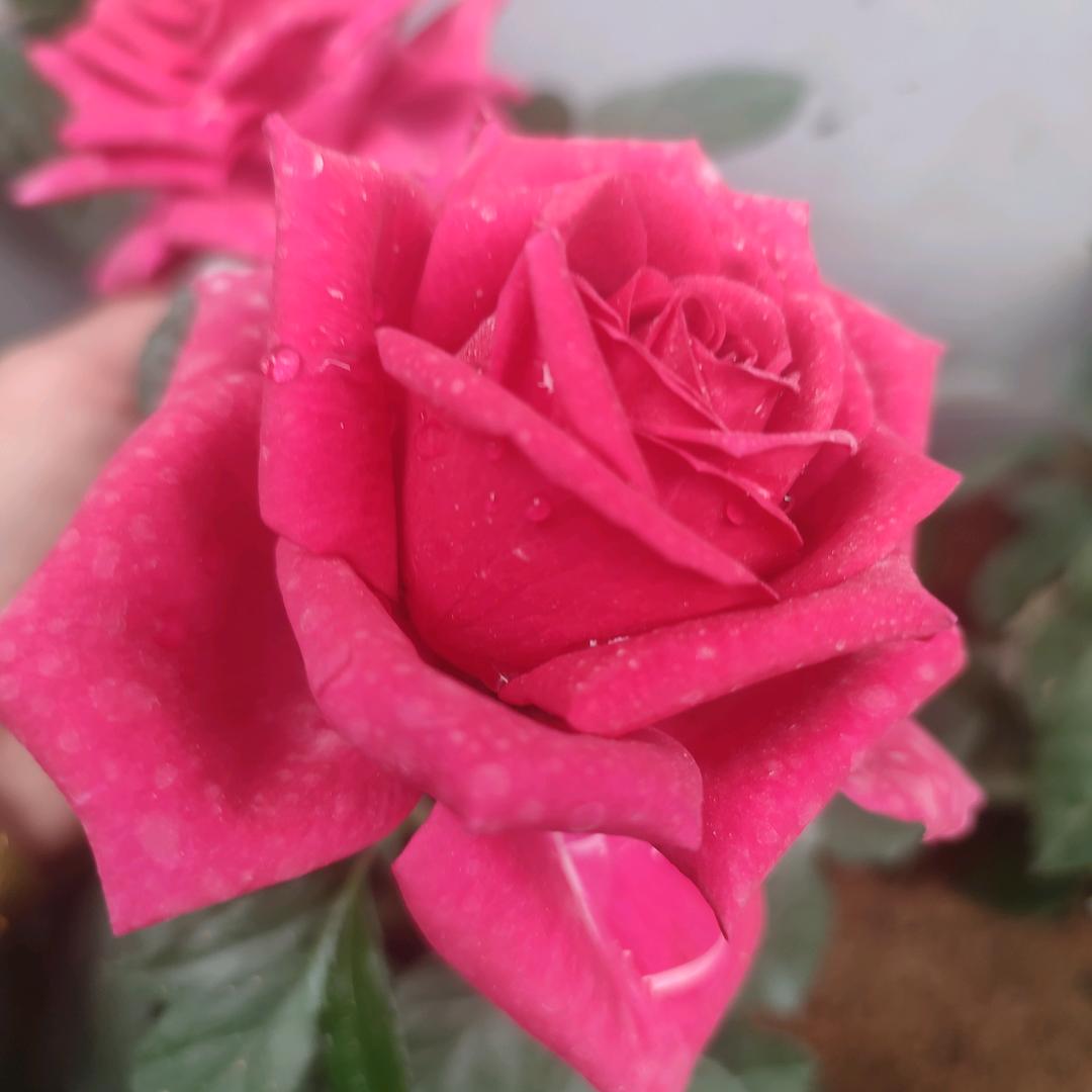 美好的未来