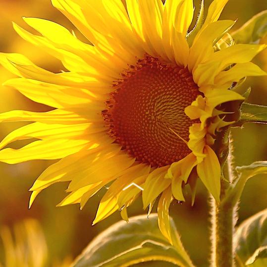 与幸福一起同行。