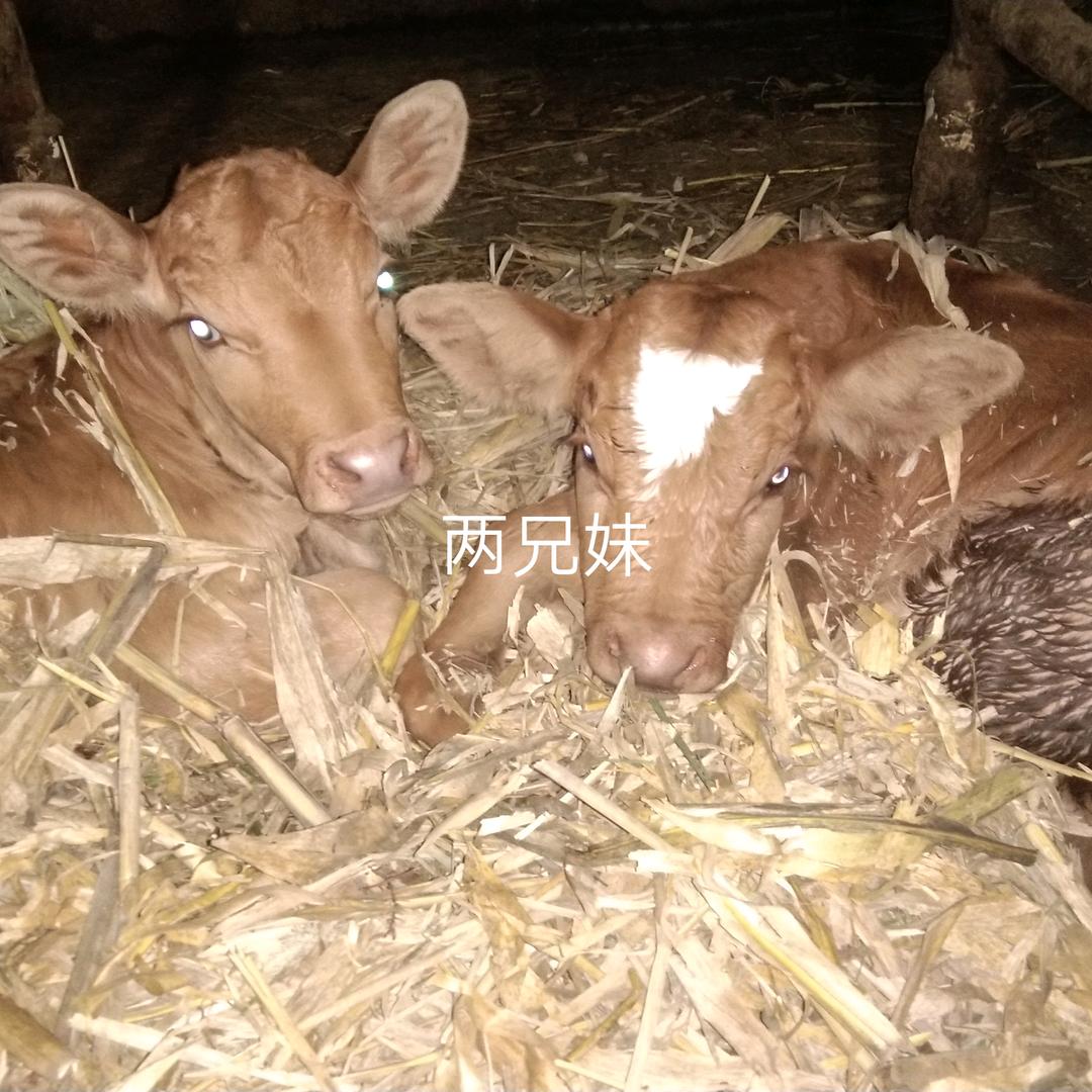 內合养牛人