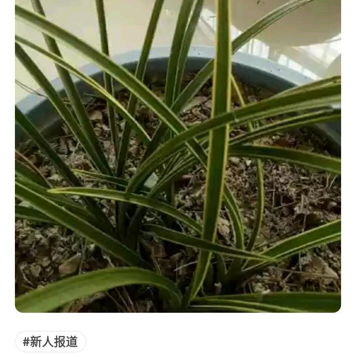 洛水娇颜