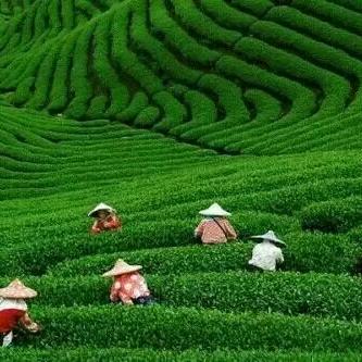 人生如茶，🍵🍵🍵