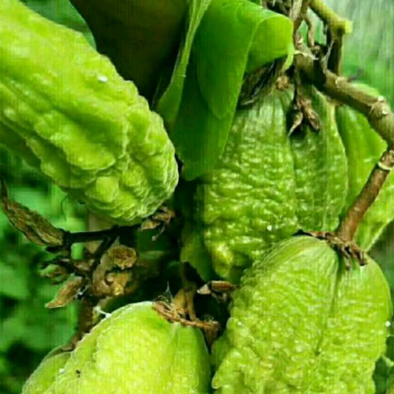 想南（普洱商华溪靓丽）