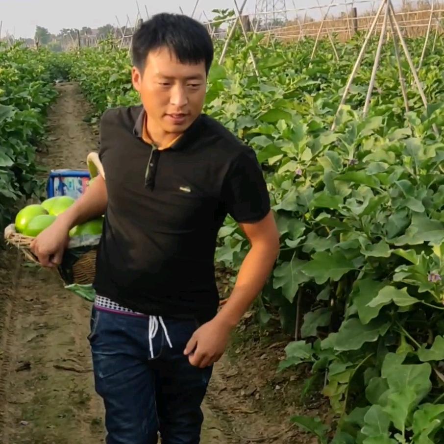 中牟小胡蔬菜