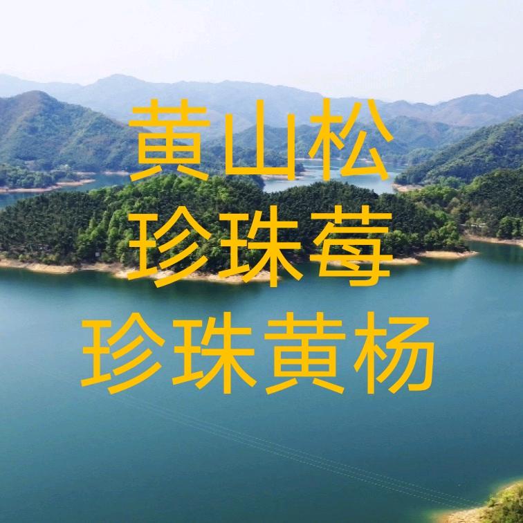 山水园-黄山松