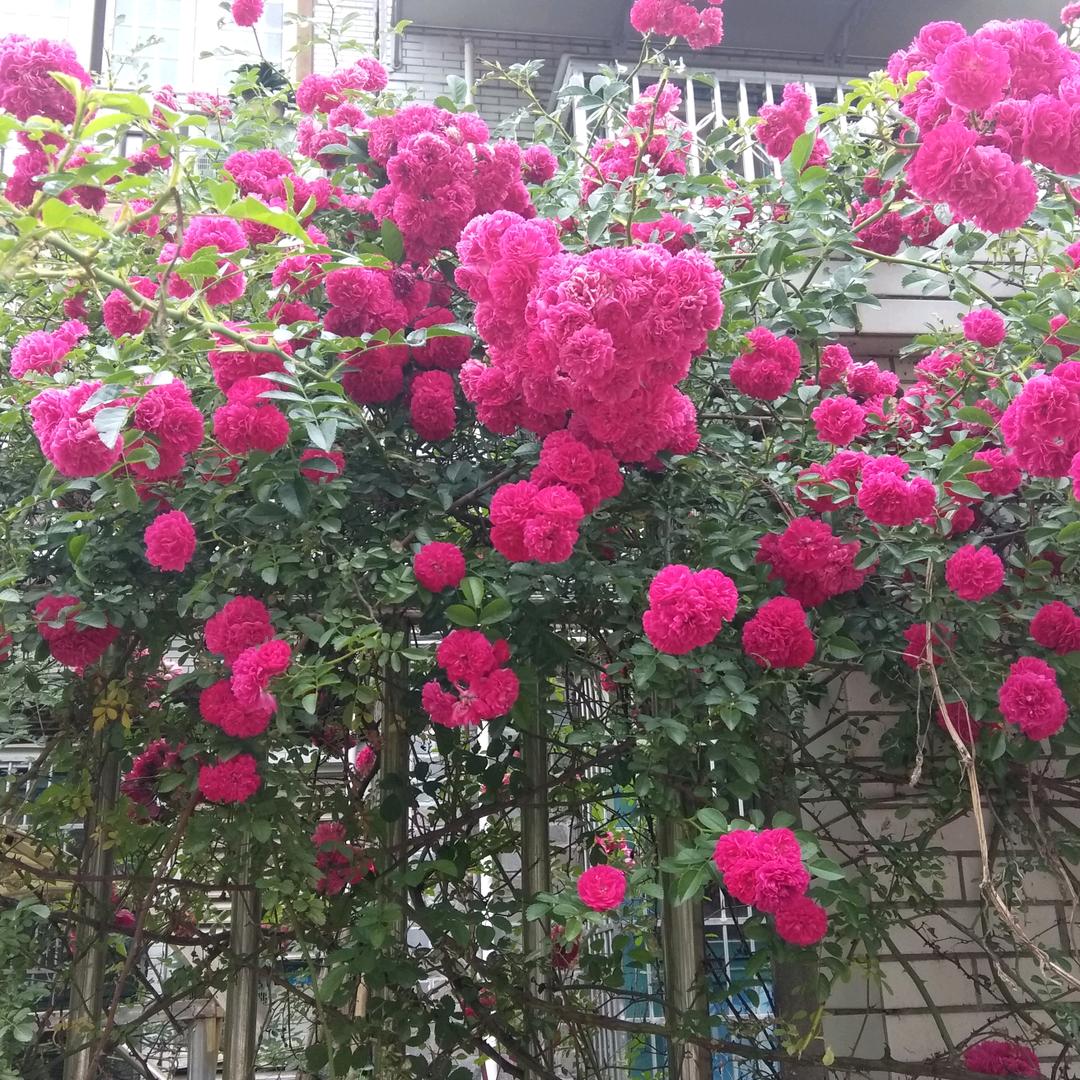 栀香如酥