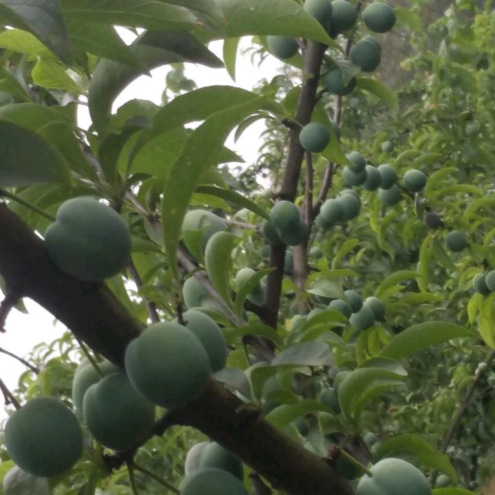 德哥