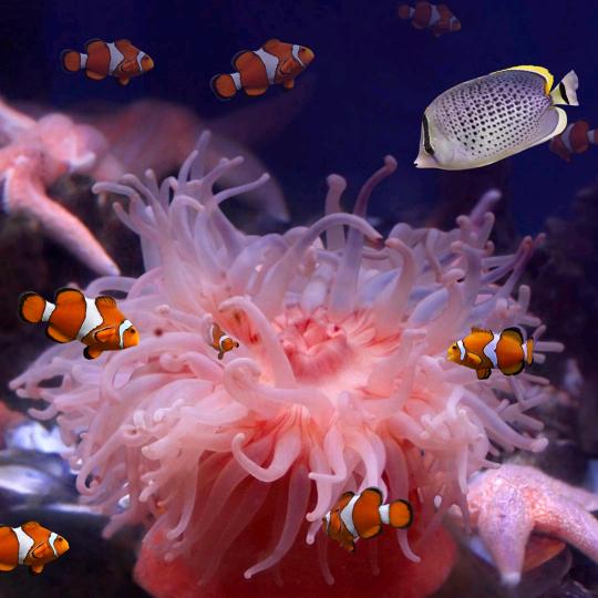 橘子٩(￥A￥)۶恭喜发财