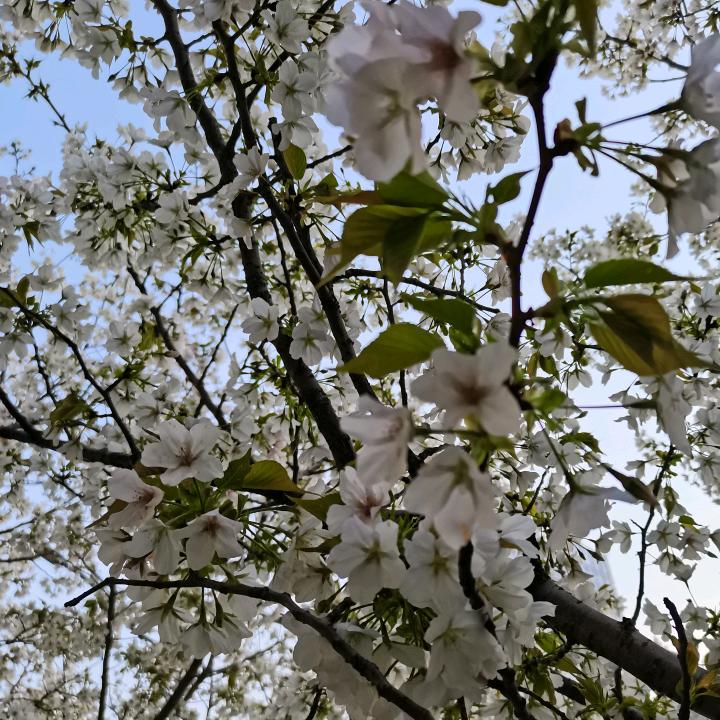 泡泡加菲猫头像