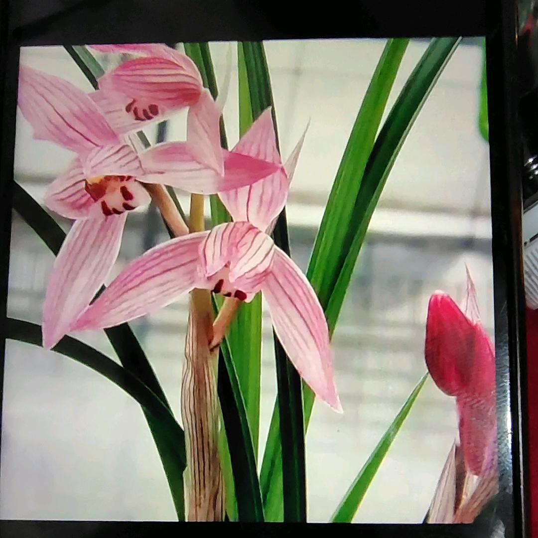 记住我的美