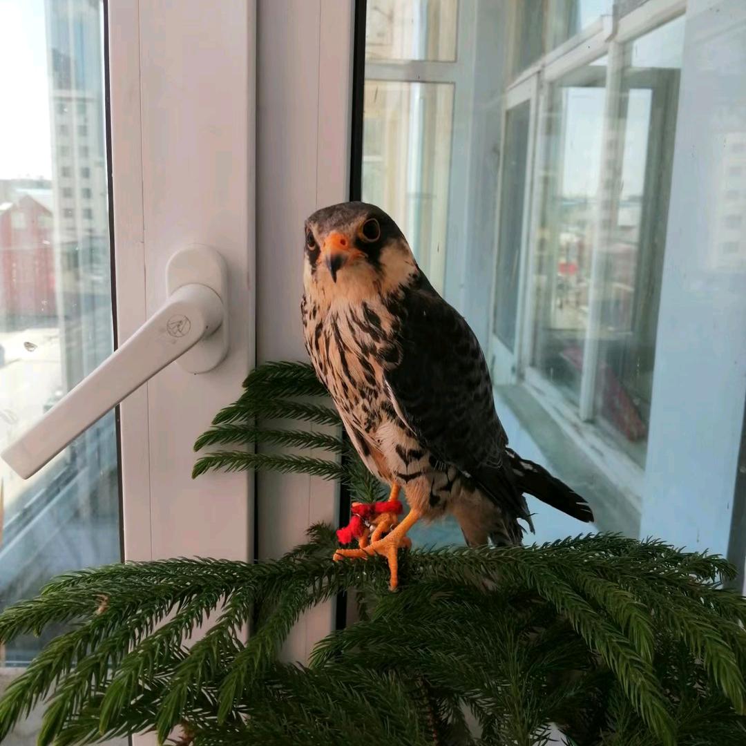 秋