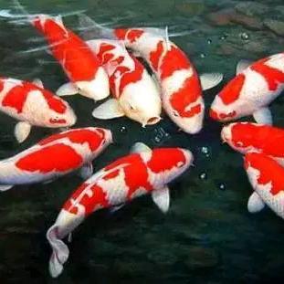 🌅为善最乐💖