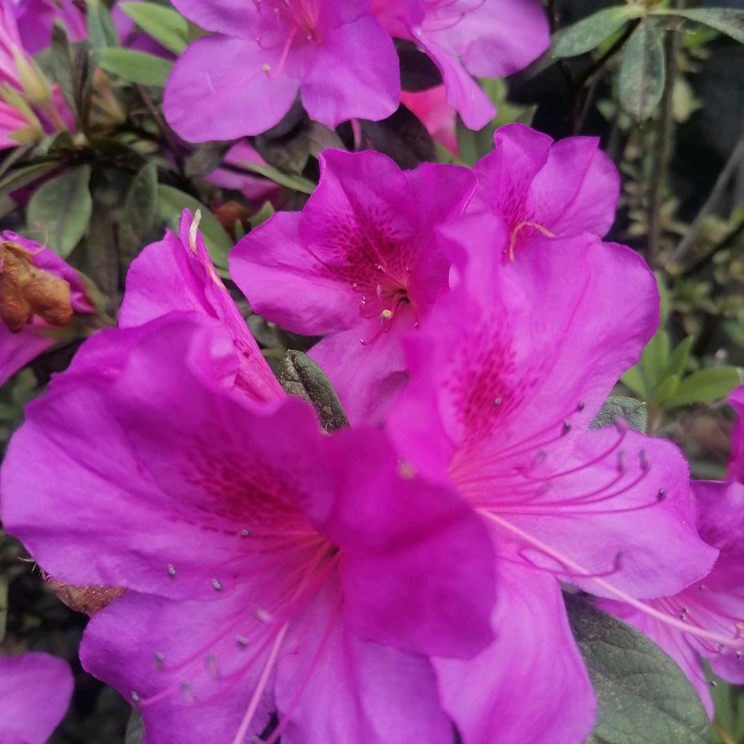 招财猫,琴🍒🍒