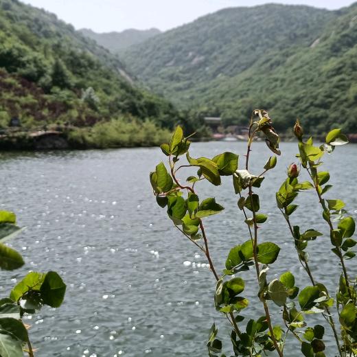 丽