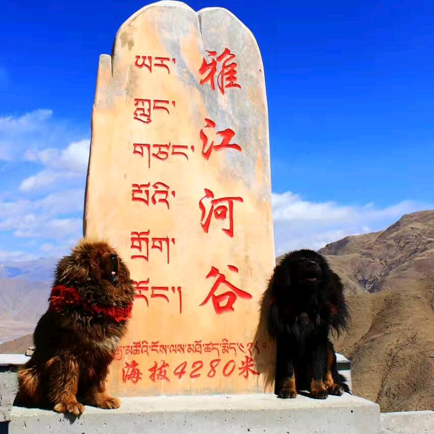 糖葫卢优选