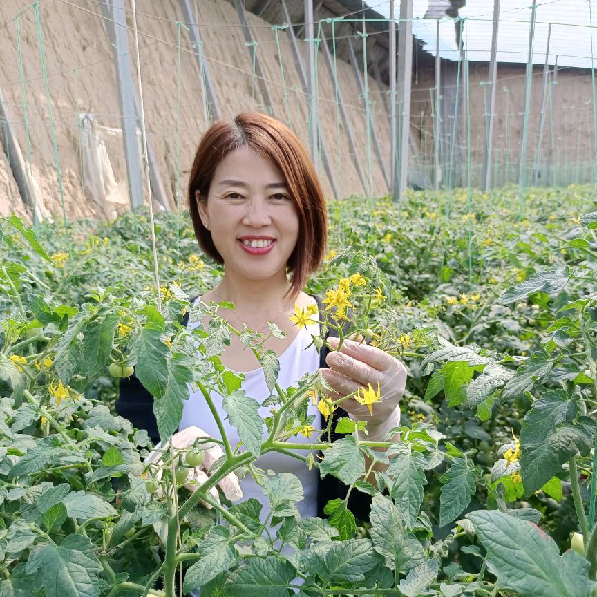 西红柿种植技术服务郑秀凤