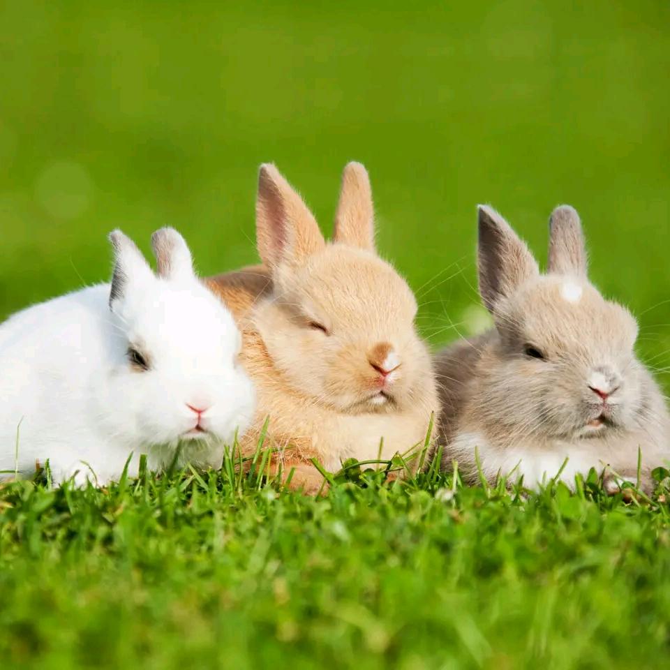 养兔子得啊娟