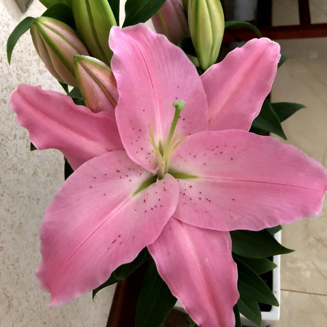 悠悠菲林