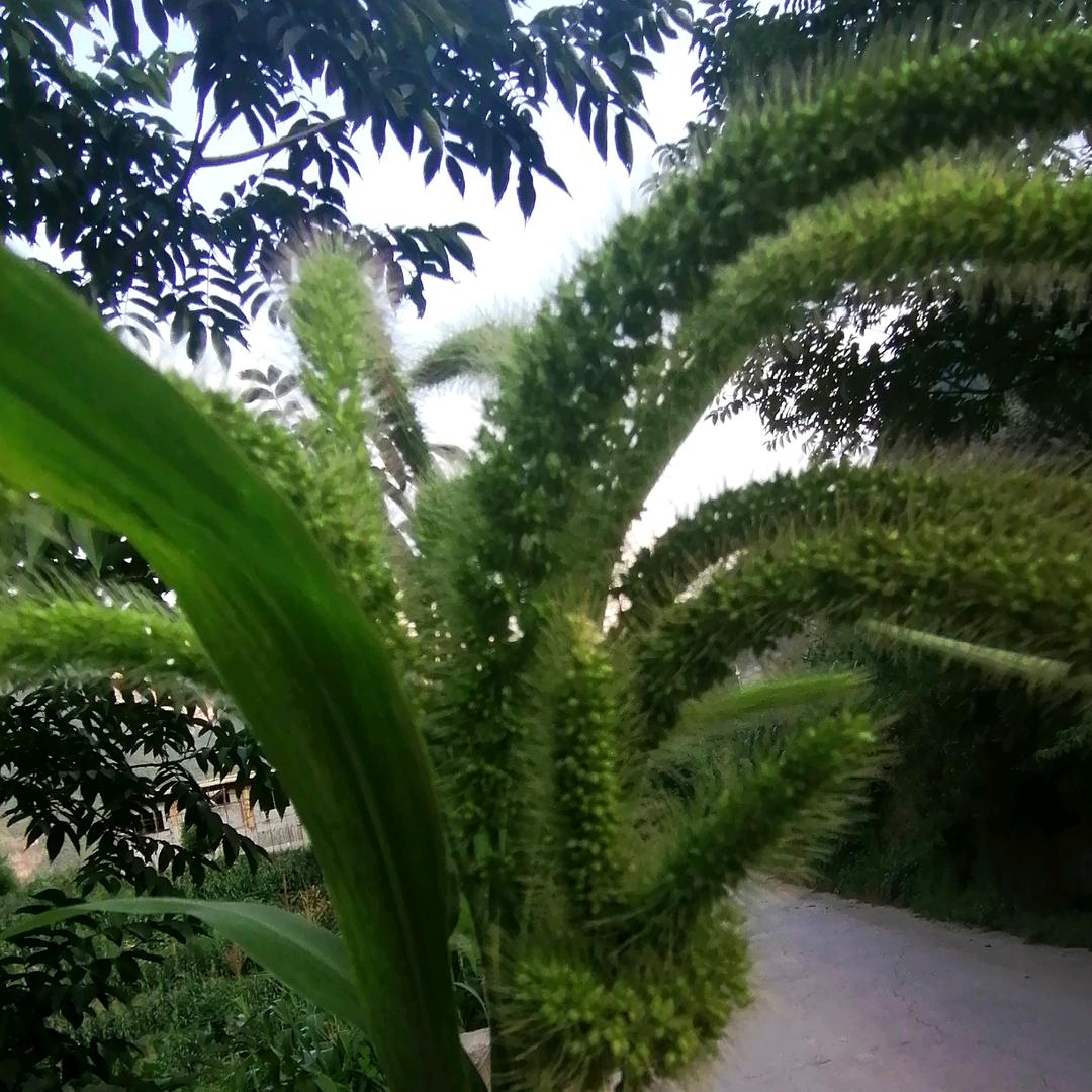 丽丽