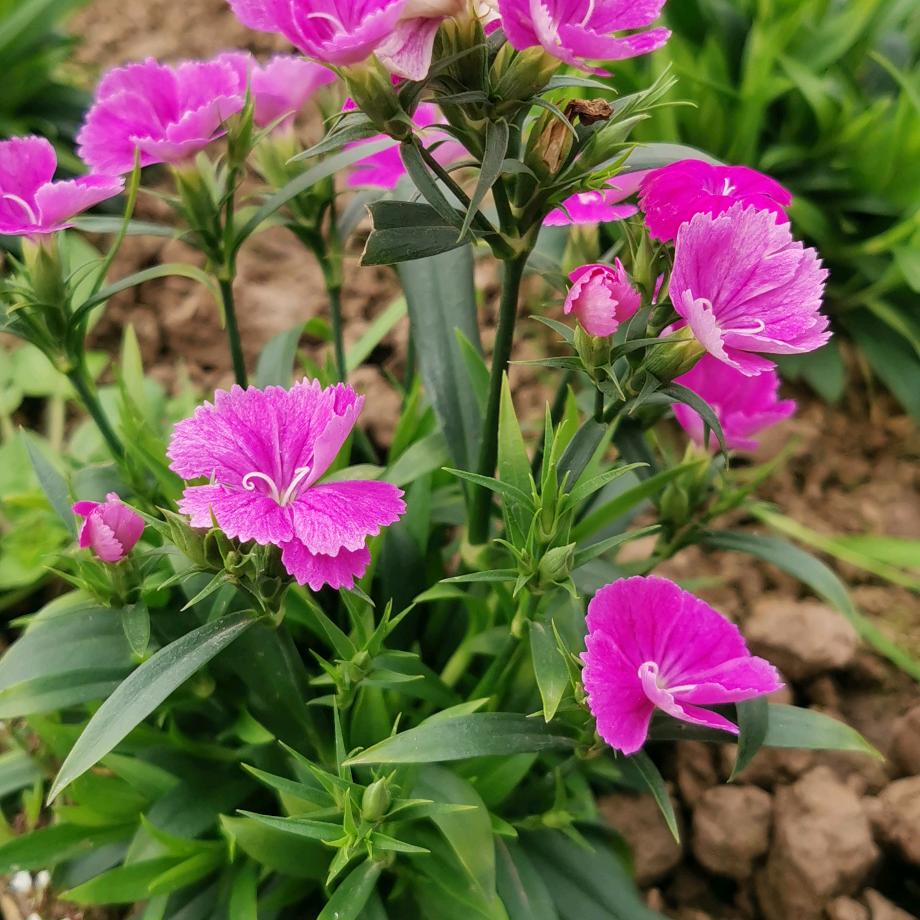 @秀姐（勿秒赞）