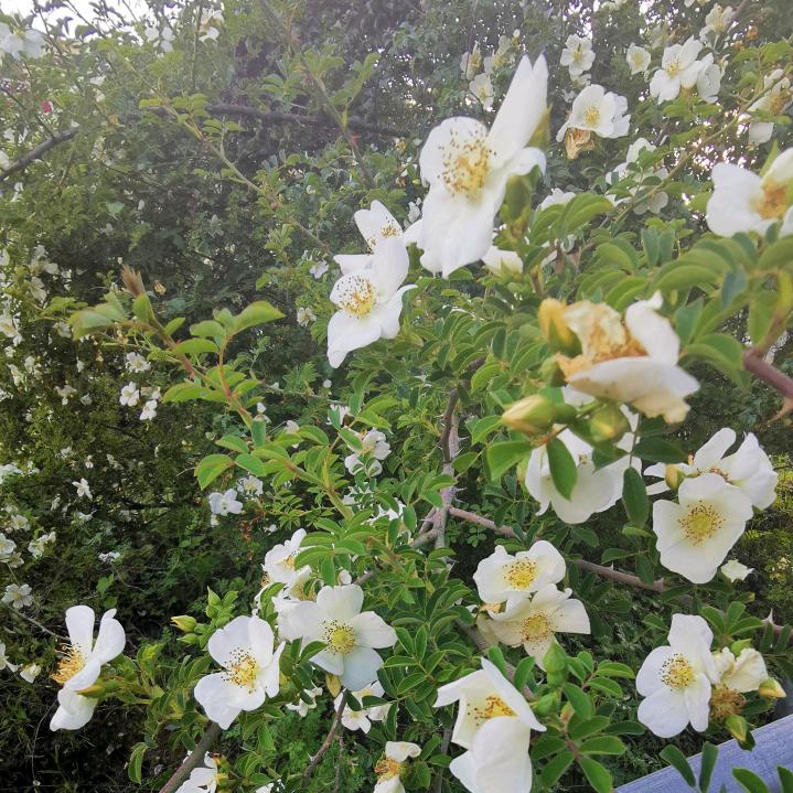 小骄傲
