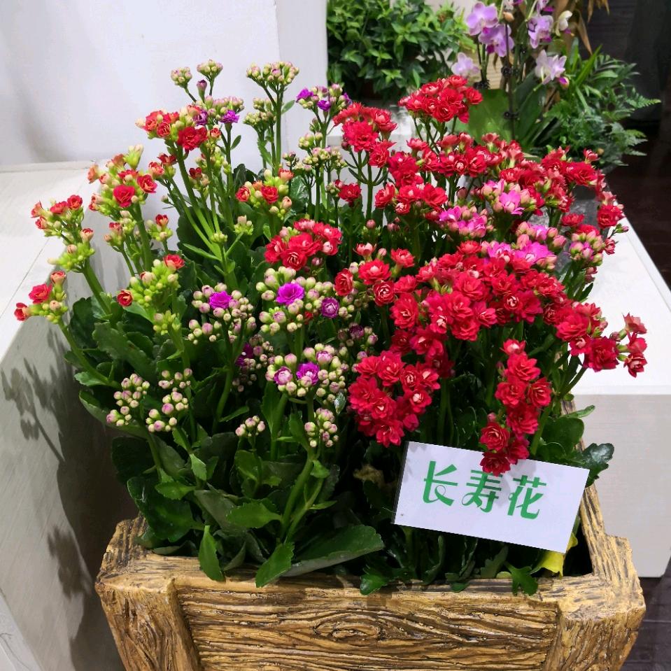 芙蓉王