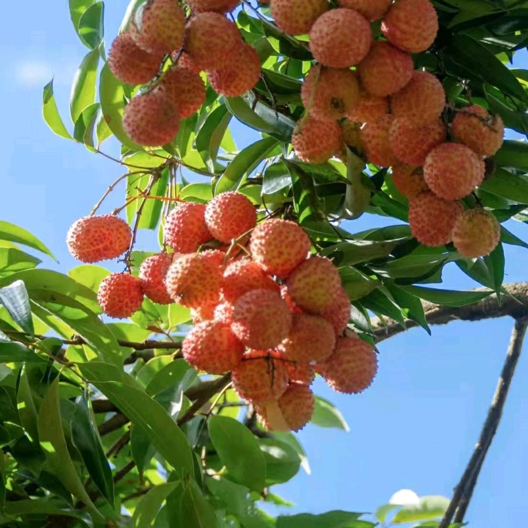 荔枝一夏