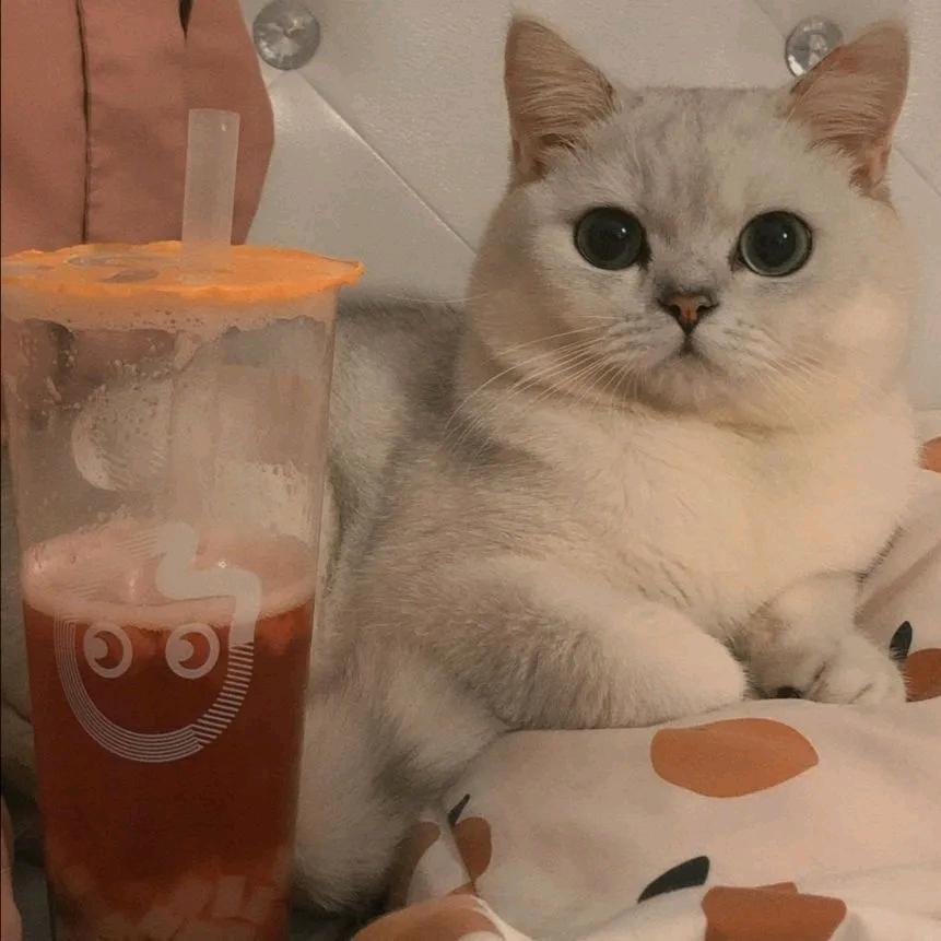 🍊🍊