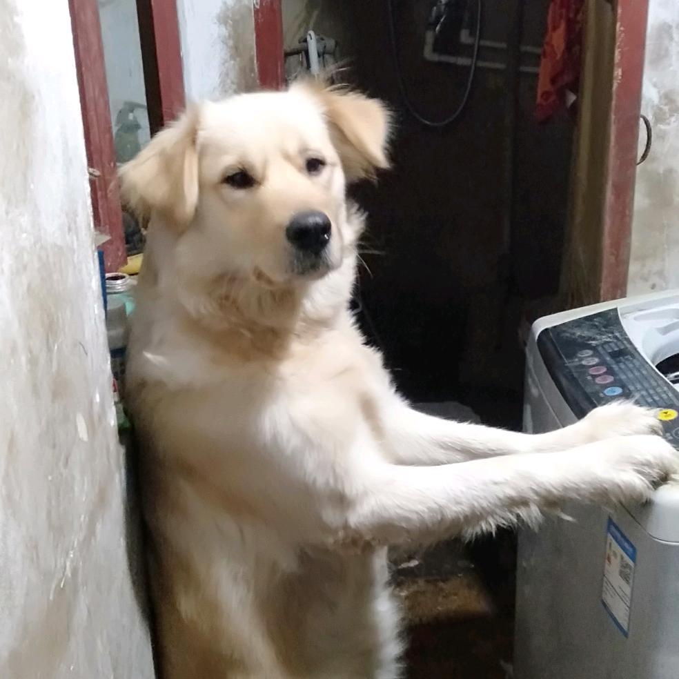 苗乡客