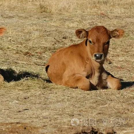 大理洱源鸿源家庭农场