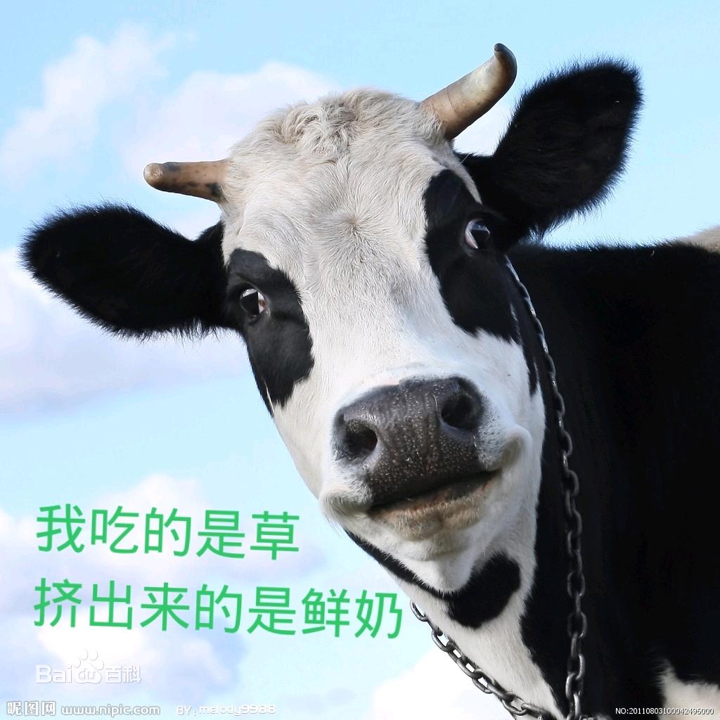 奶牛哥