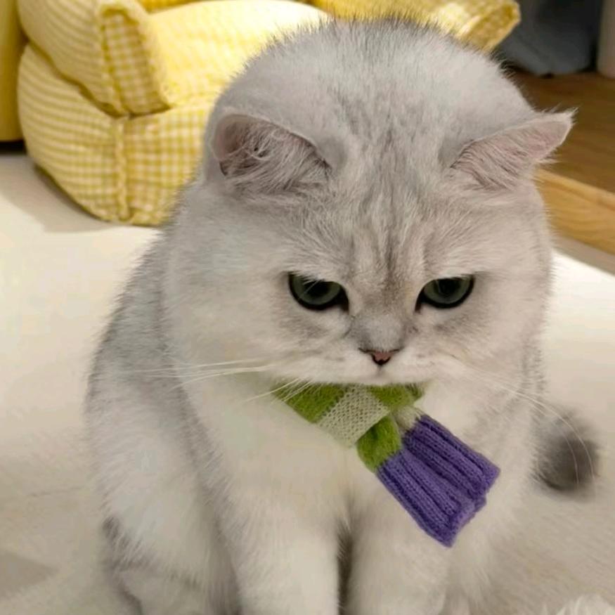 小陶子