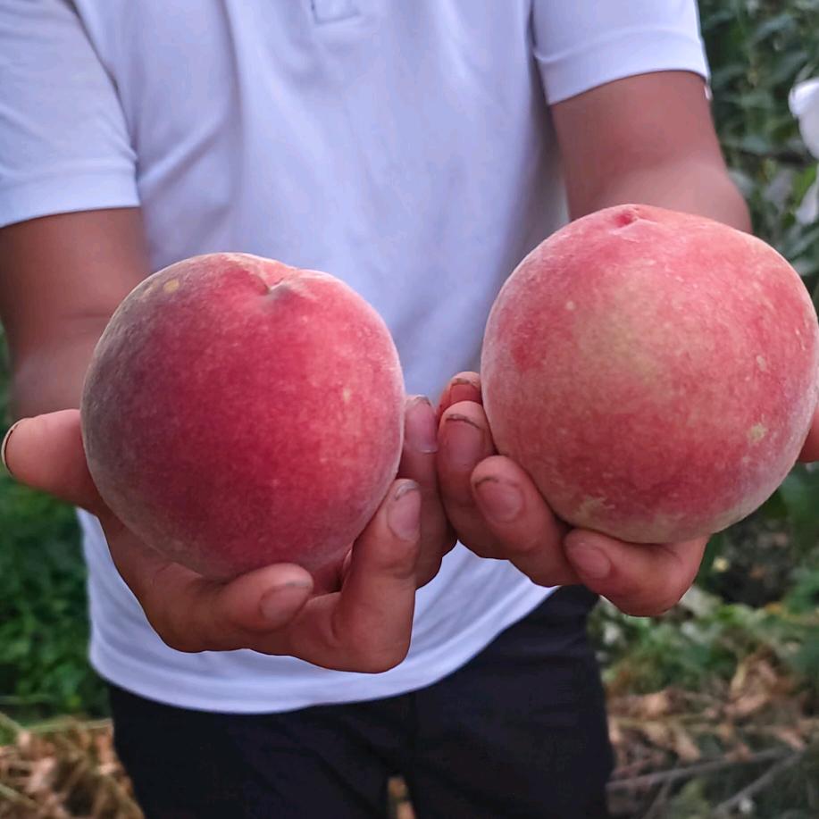 夷陵区吉祥林果蔬农场