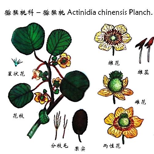 中国猕猴桃大全