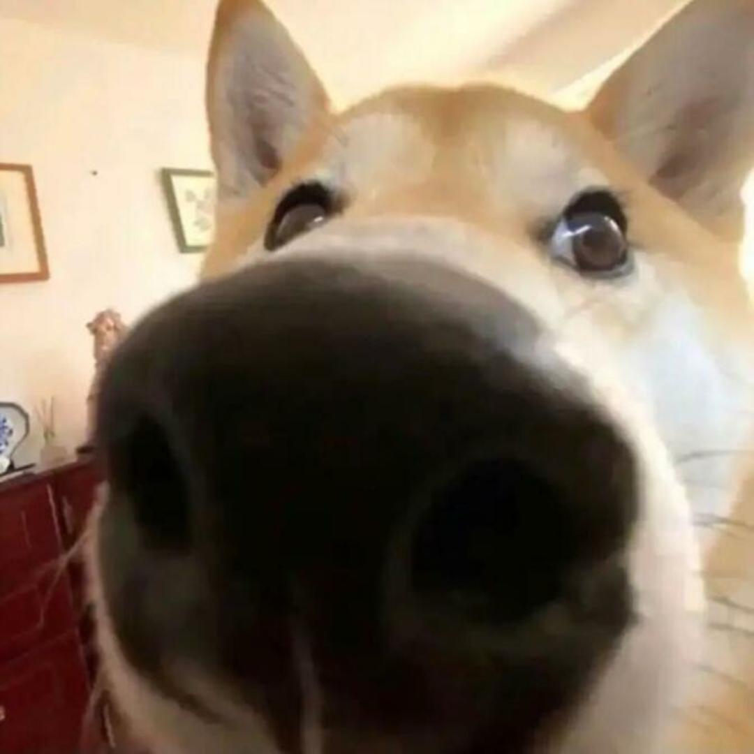 菠萝鱼