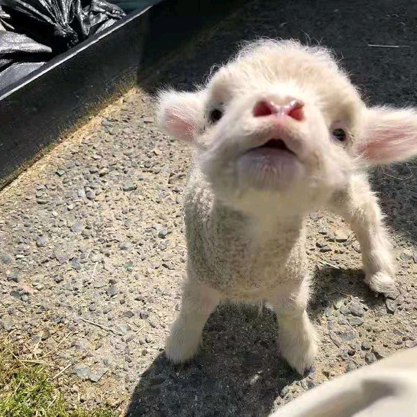 春秋