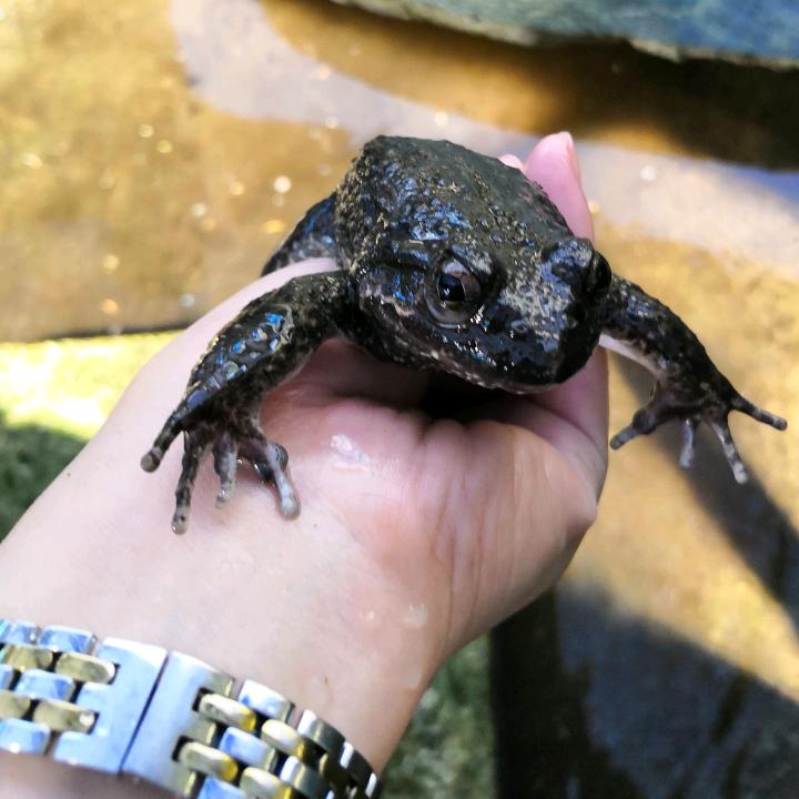 英姐生态养殖石蛙