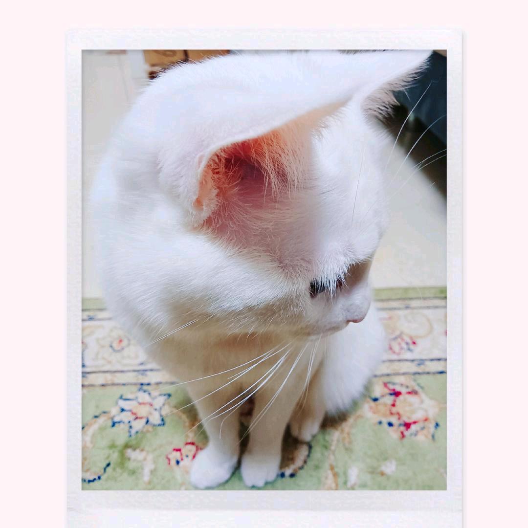 风一样自在