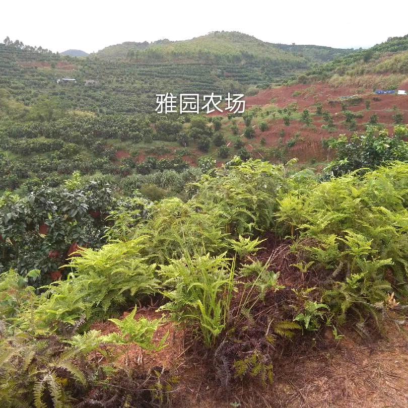 雅园农场