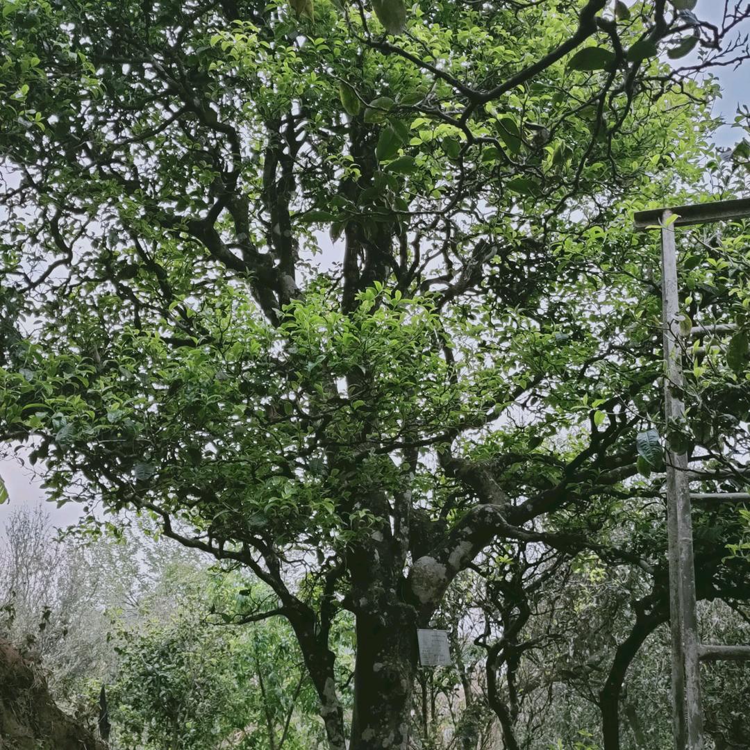 邦崴(茗香缘)古茶