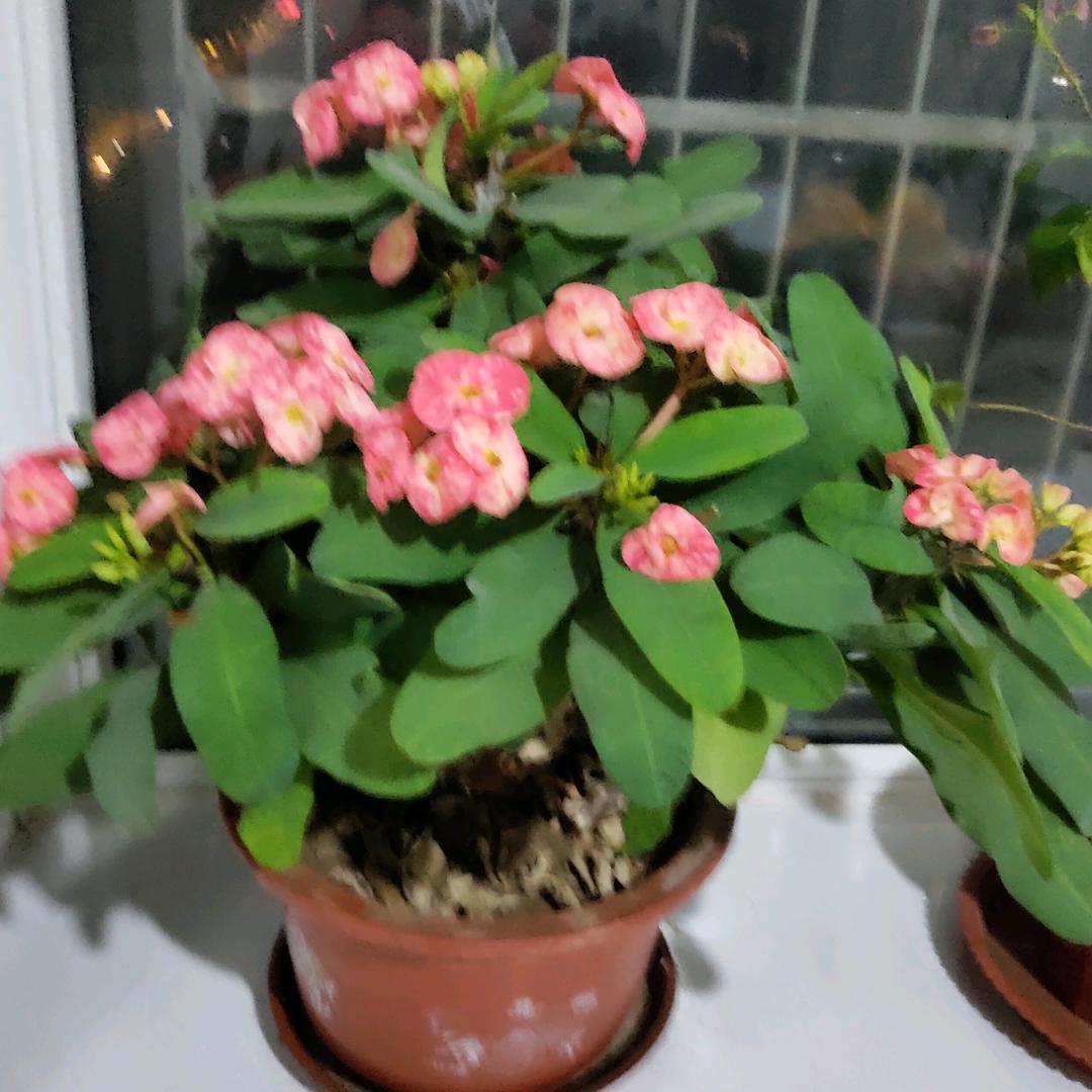 巧花儿