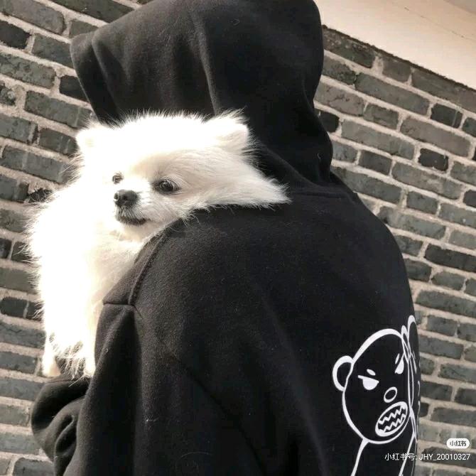 小可爱的小鸟