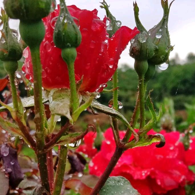 🌸春暖花开🌸