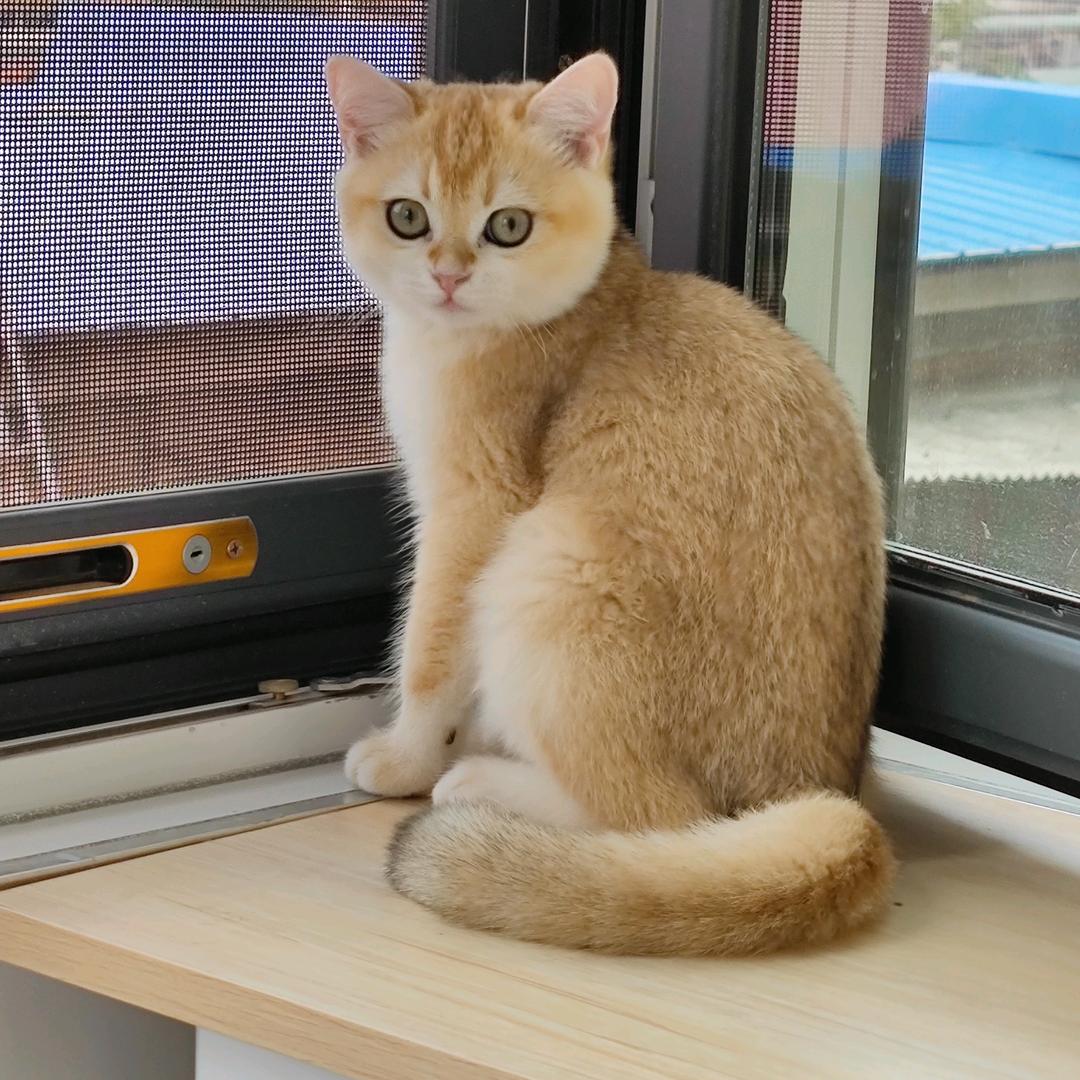 小金🐱猫咪