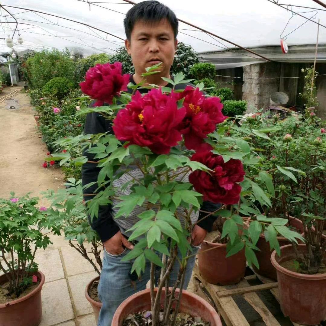 佳苑美牡丹园艺场