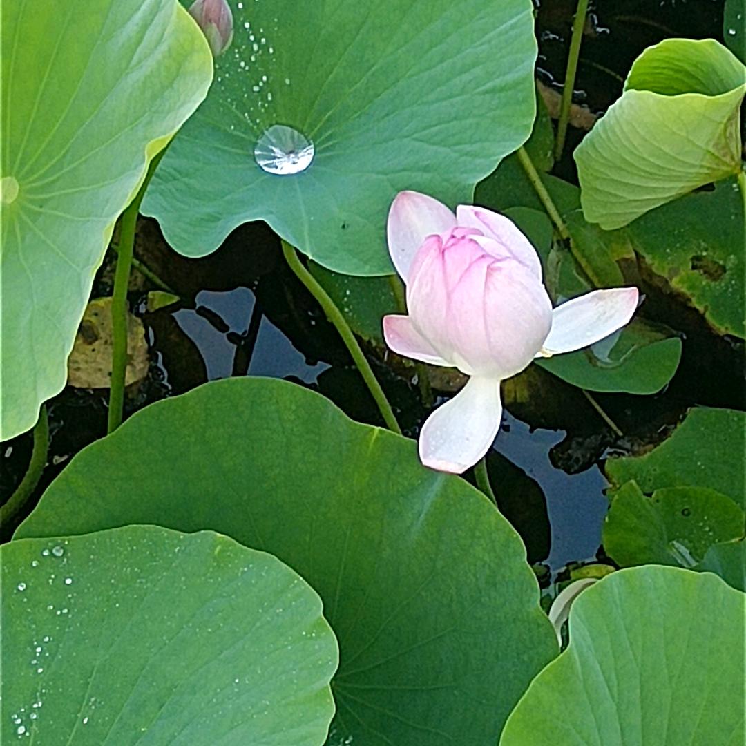 自由屋烧烤